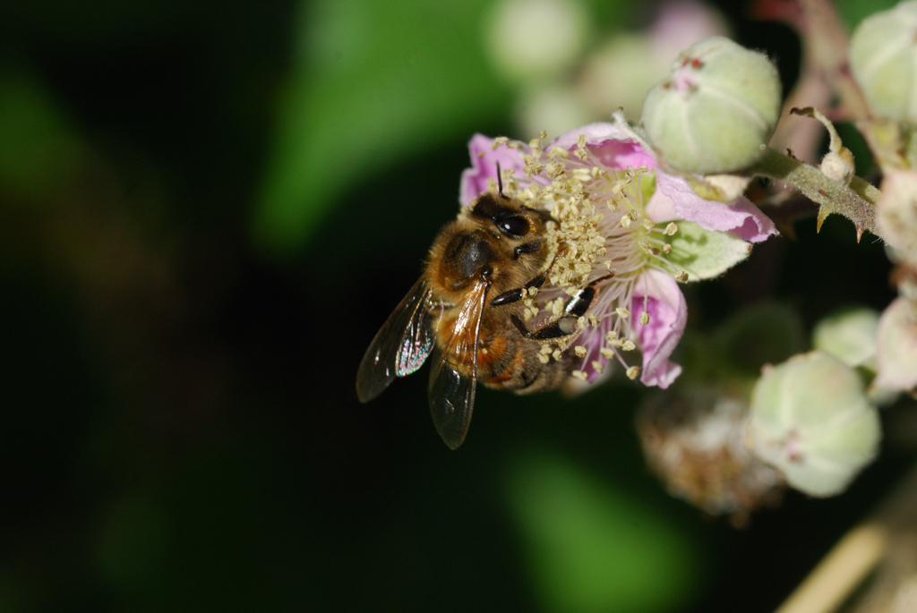 macro_023 .jpg